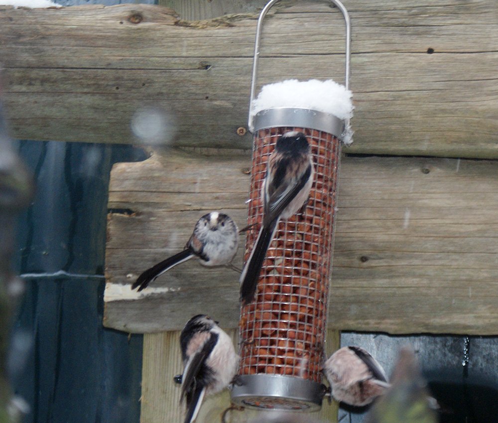 Long tailed tits at the feeder