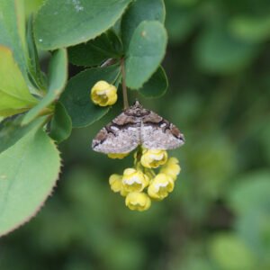 Barberry Carpet moth, conservation in action