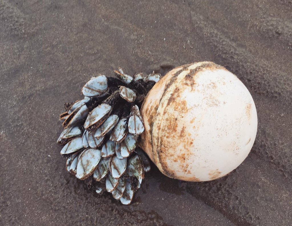 Goose barnacle washed up on a buoy