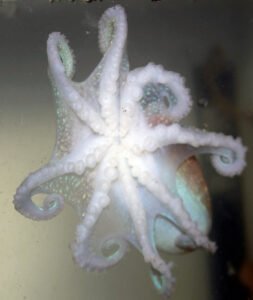 Curled octopus in an aquarium