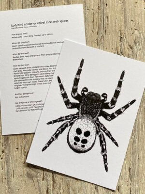 Free ladybird spider info card