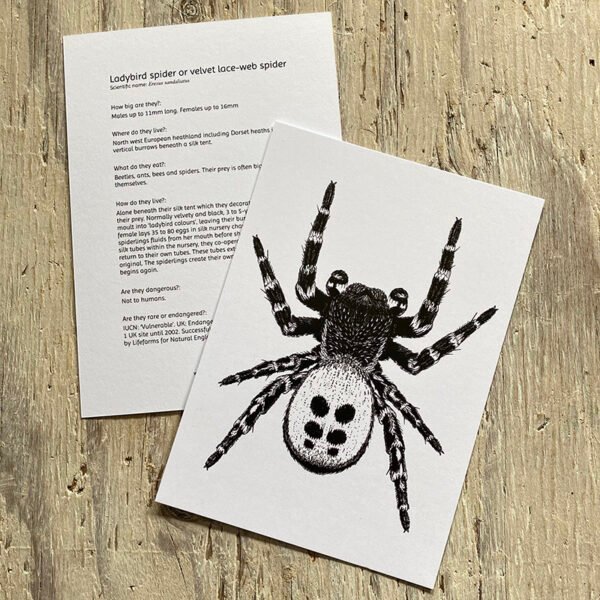 Free ladybird spider info card