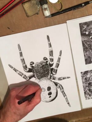 Ladybird spider art