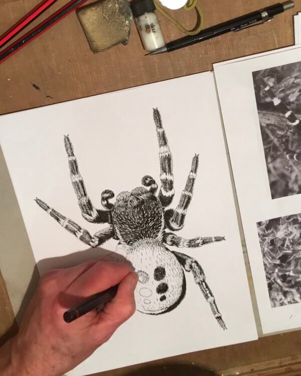Ladybird spider art