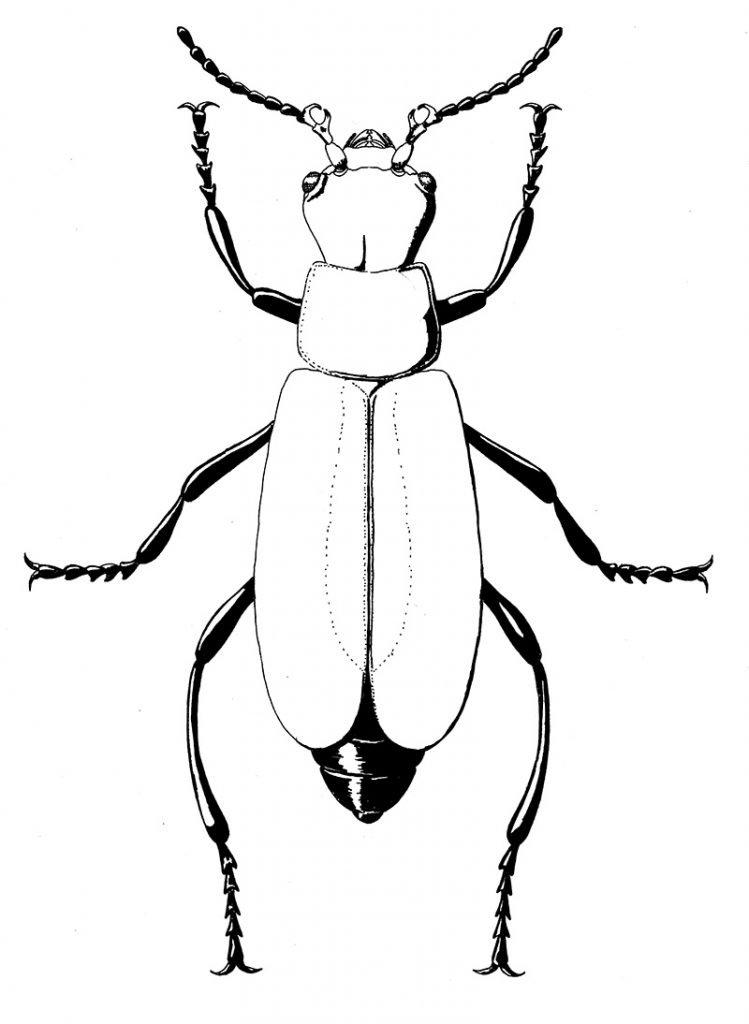 scarlet malachite beetle male - leg detail