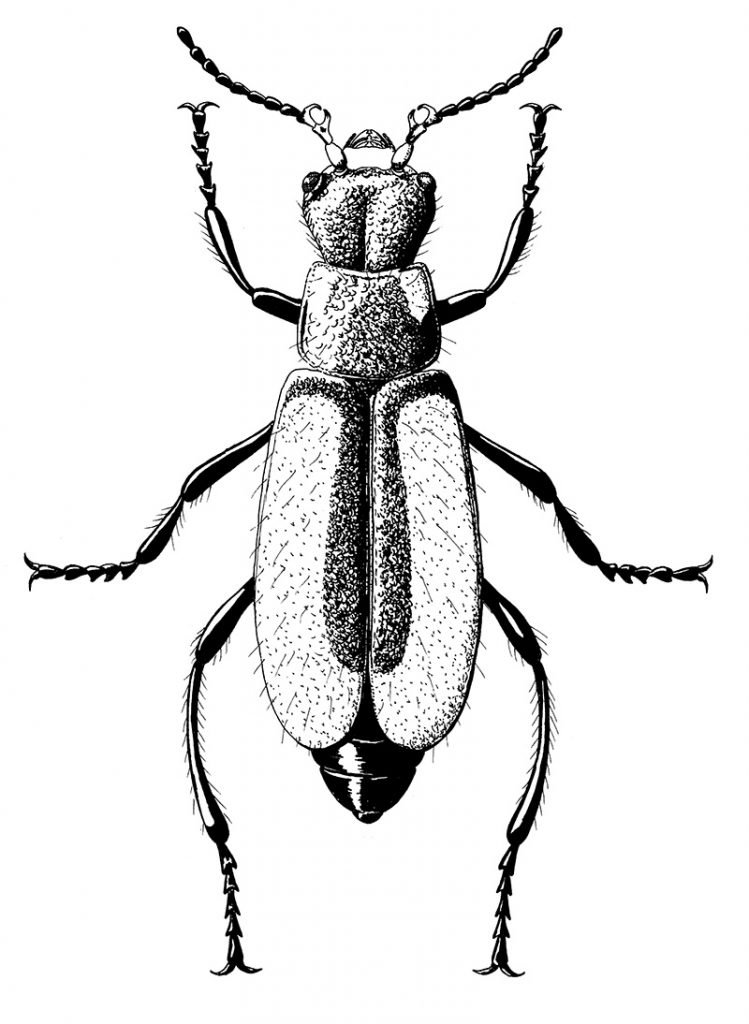  beetle male black and white detail