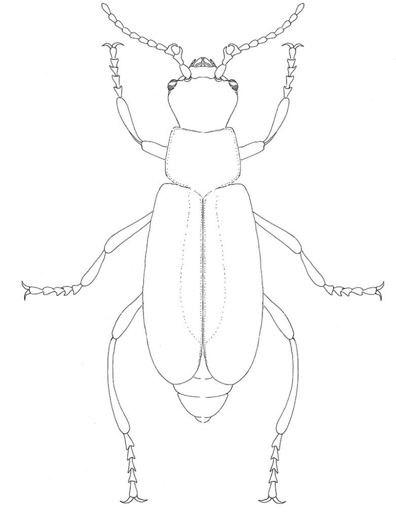 Scarlet Malachite beetle outline male