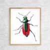 female scarlet malachite Beetle