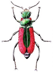 Scarlett-malachite-beetle-male
