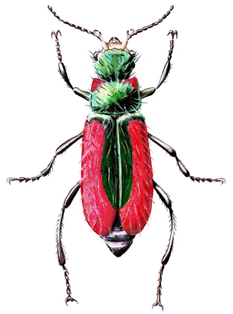  male beetle