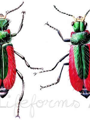 Scarlet malachite beetle pair fine art print