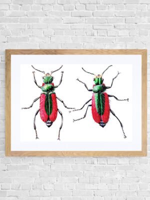 scarlet malachite beetle pair