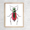 Scarlett-malachite-beetle-male