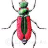 Scarlet malachite beetle male