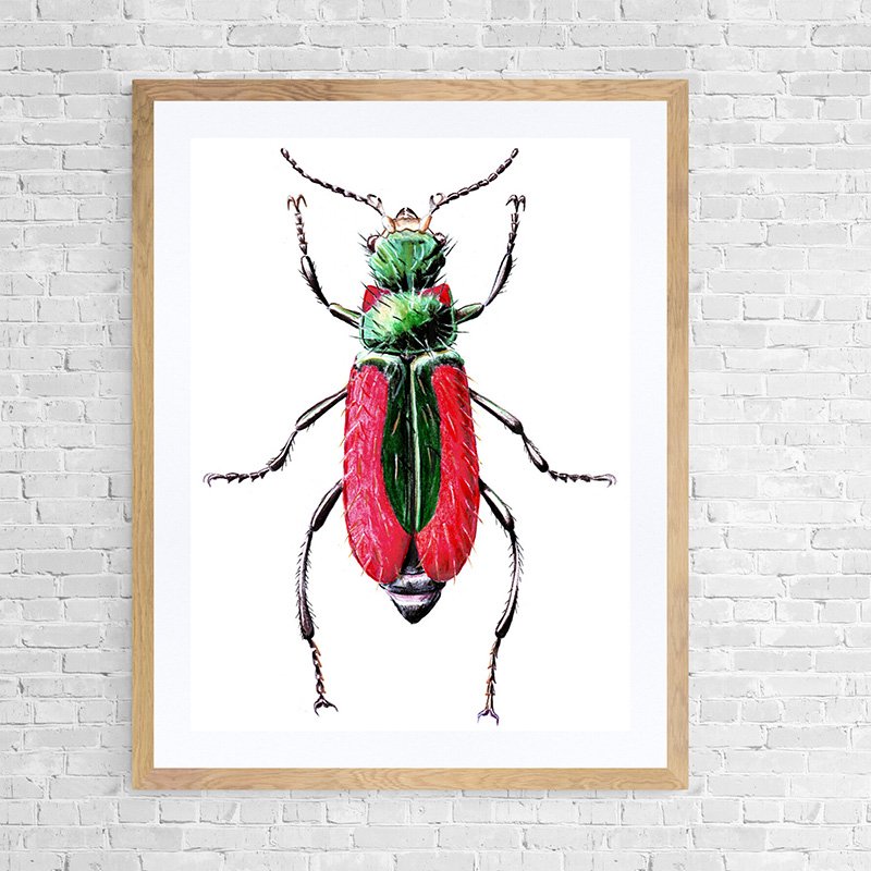 Scarlet malachite beetle framed