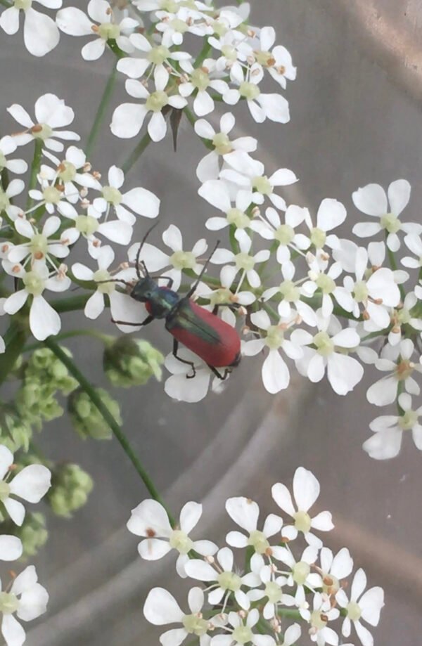 Scarlett malachite beetle