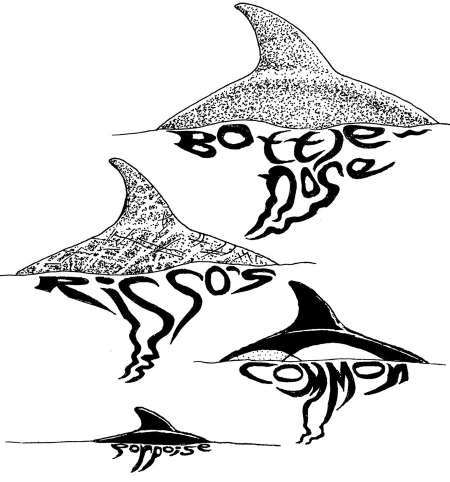 Cetacean Fin ID
