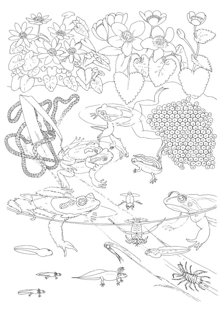 Pond Life Colouring Page