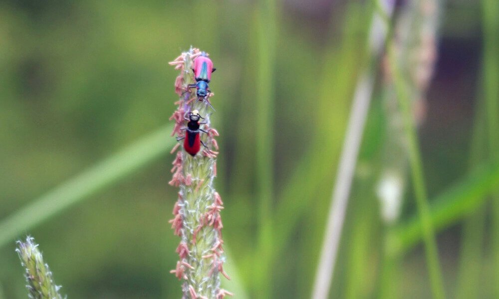 Scarlet Malachite beetles courtship