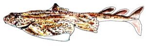 Angel Shark