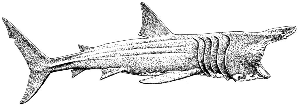 Basking shark