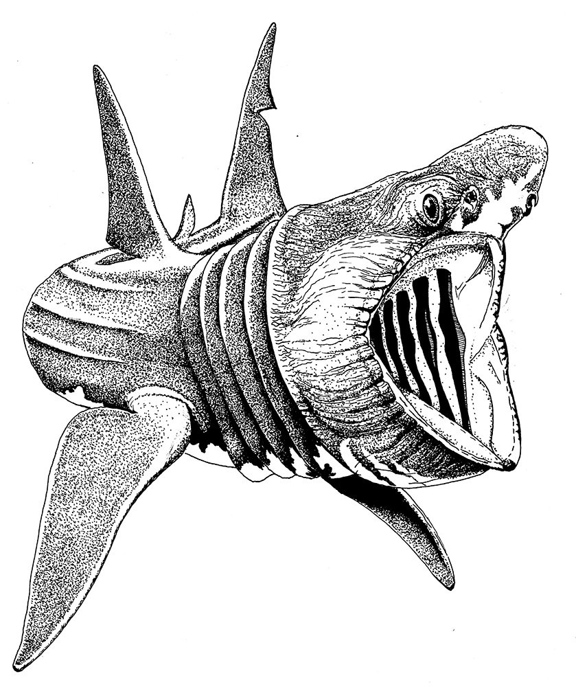 basking shark stippled art