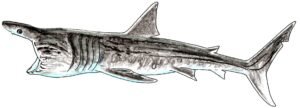 Basking Shark