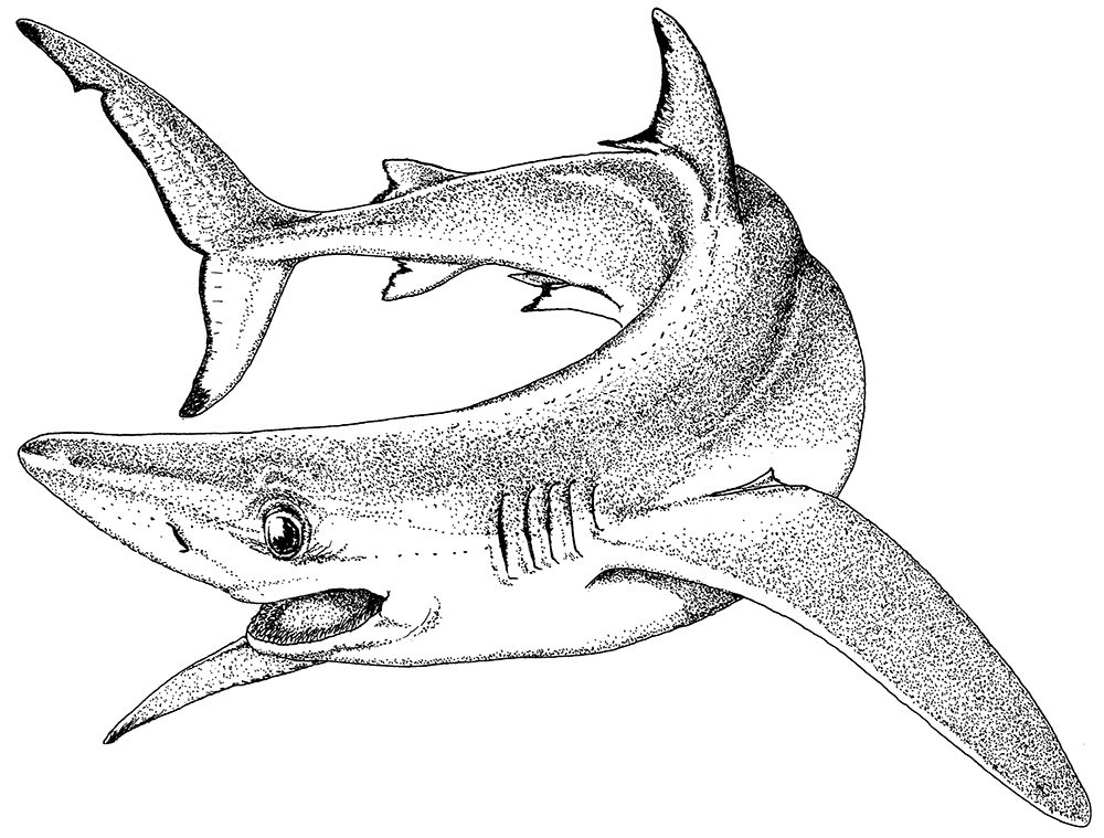 Blue shark stippled art