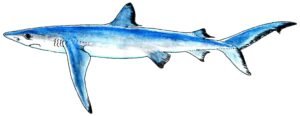 Blue shark