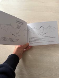 Bats Colouring Book - discover bats species