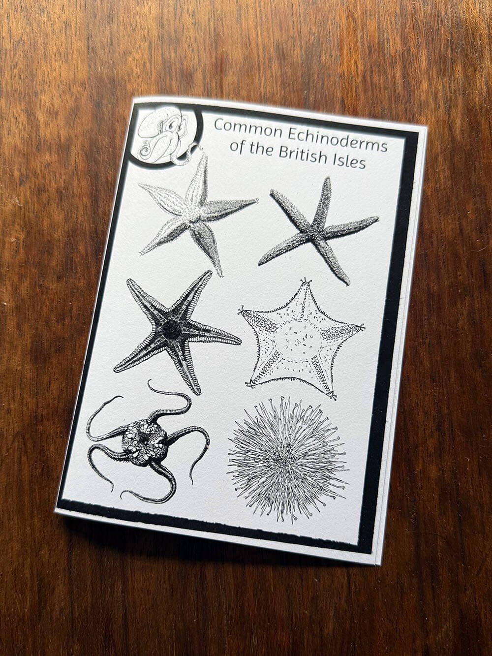 echinoderms leaflet