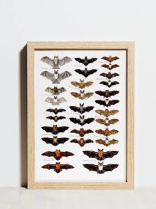 Bats front and back A3 poster