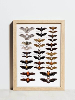 Bats front and back A3 poster