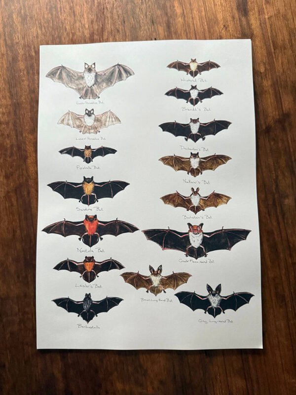 Bats Poster