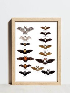British bats poster A3 size