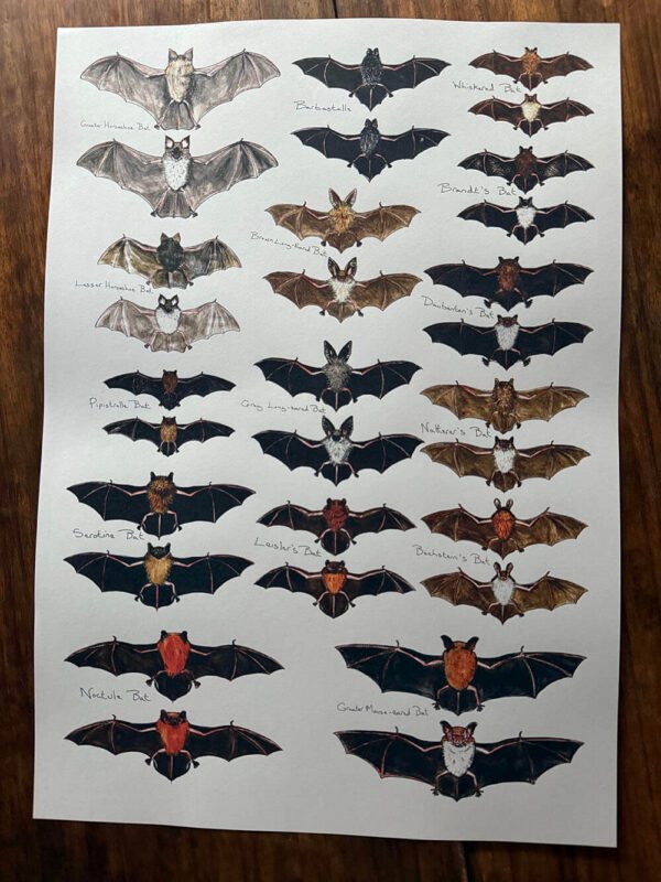 Bats poster front and back