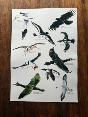 Birds of the Coast poster