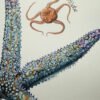 echinoderms poster brittle star detail