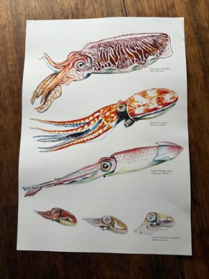 Cephalopods Poster