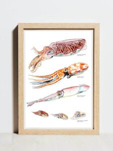 Cephalopods poster