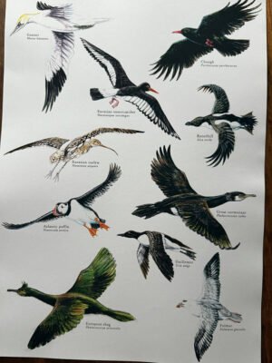 Coastal Birds Poster