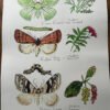 Endangered British Moths poster