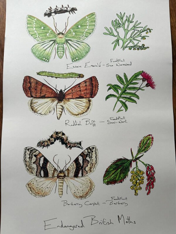 Endangered British Moths poster