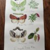 Endangered moths poster