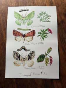 Endangered moths poster