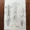 Sagittal Squid poster