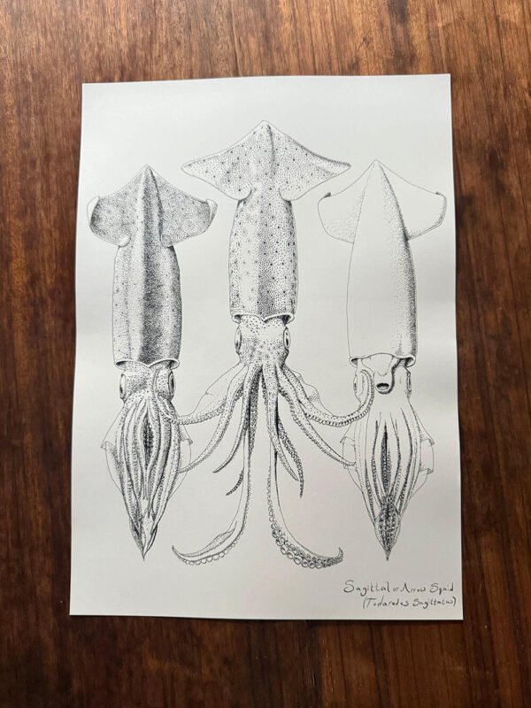 Sagittal Squid poster