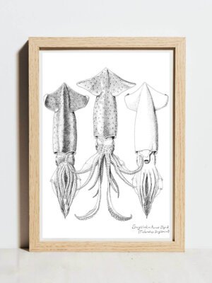 Sagittal squid poster A3