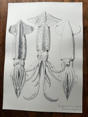 Sagittal squid poster