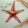 Sand star detail - echinoderms poster